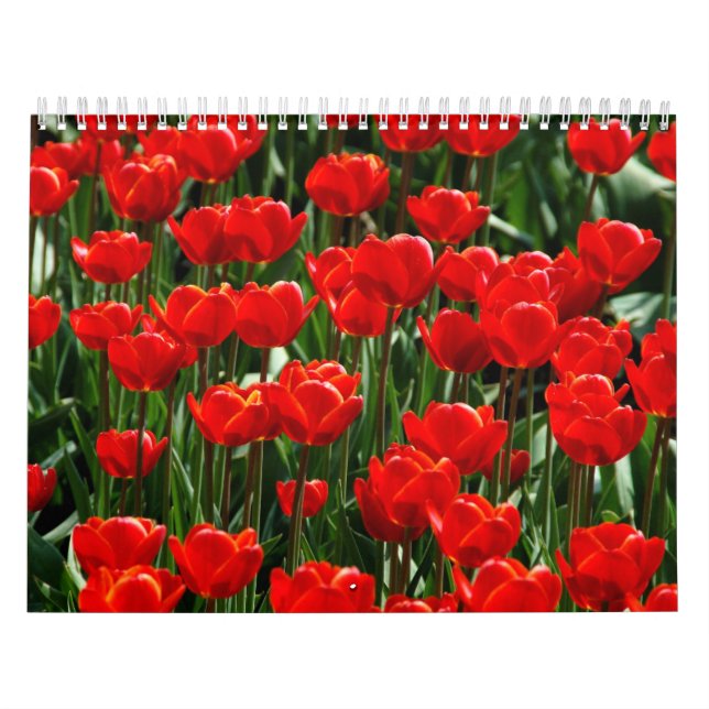 Calendário Fotografia de Tulipas e Flores Rosa (Capa)