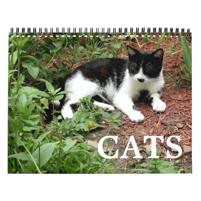 Calendário Fotografias de gatos (Capa)