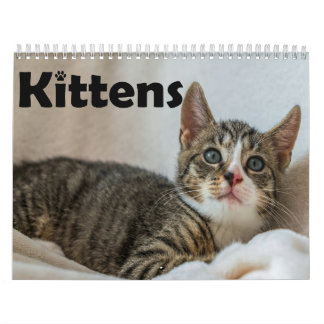 Calendário Fotos de Gato de Gatinhos de Pet Cons Modernos Anu