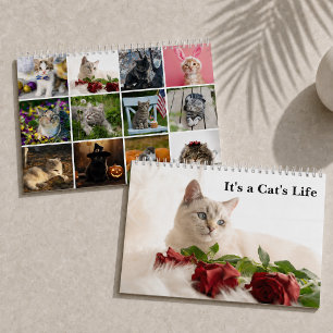 Calendário Fotos de Gatos Fofos É a Vida de um Gato