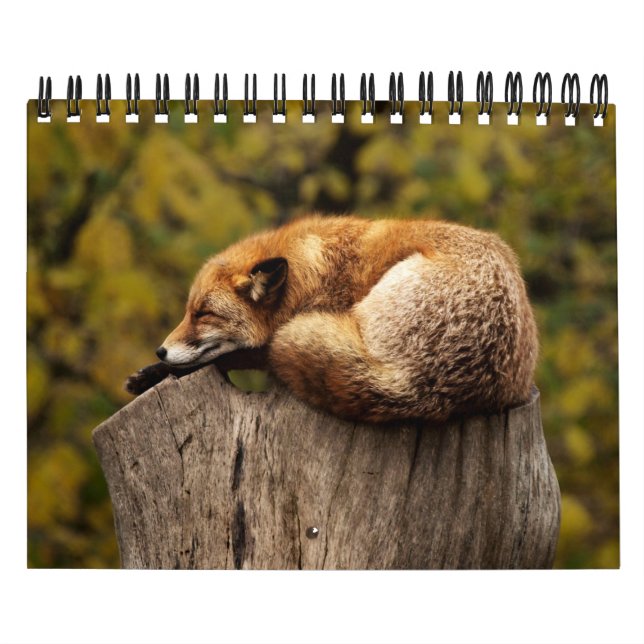 Calendário Fotos De Raposa Na Natureza (Capa)