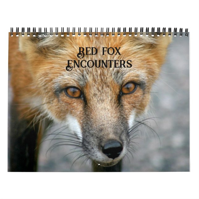 Calendário Fox Vermelha Encontra Fox Fox (Capa)