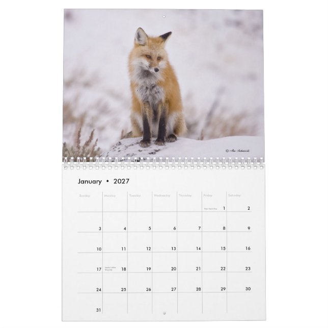 Calendário Foxy das senhoras (e os cavalheiros) (Jan 2027)