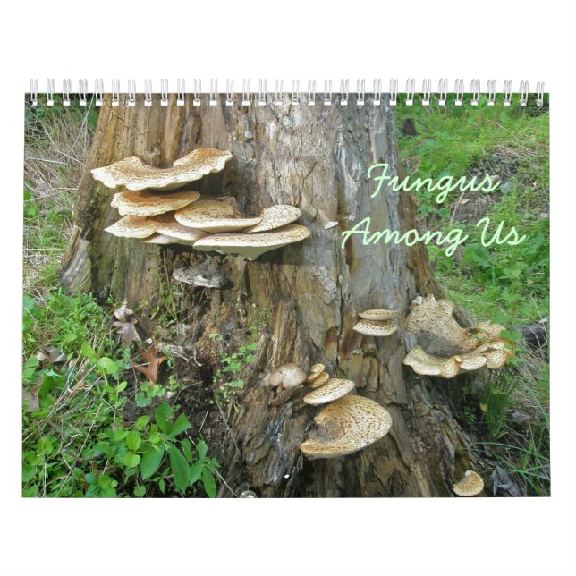 Calendário - Fungo Entre Nós (Capa)