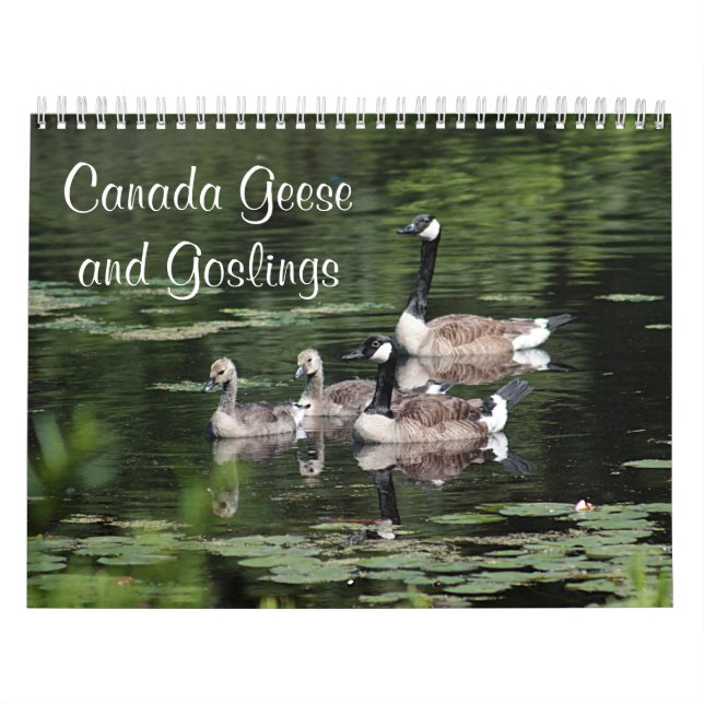 Calendário Gansos e ganso de Canadá (Capa)
