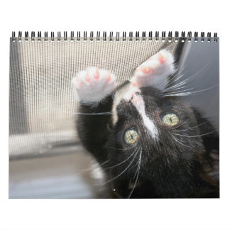 Calendário Gatinhos, gatinhos!