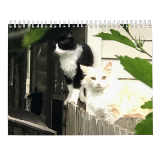 Calendário Gato