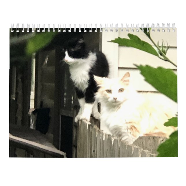 Calendário Gato (Verso)