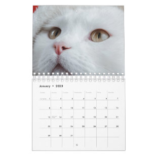 Calendário Gato