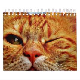 Calendário Gato