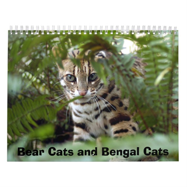 Calendário Gato 022 de Bengal, gatos de urso e gatos de (Capa)