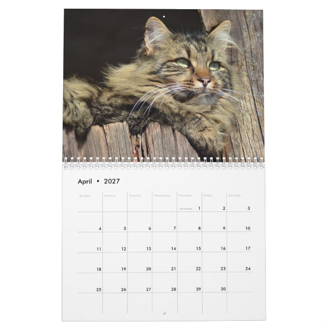 Calendário Gato de Gato de Maine Coon (Abr 2027)