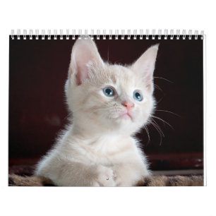 Calendário gato esfinge