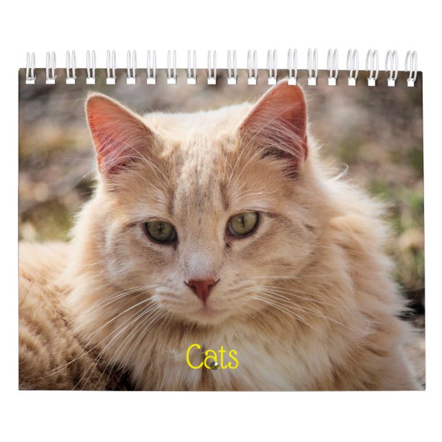 Calendário Gatos (Capa)
