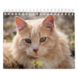 Calendário Gatos