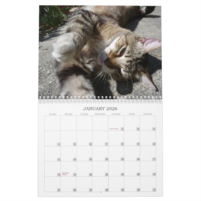 Calendário Gatos da vizinhança 2013 (Jan 2026)