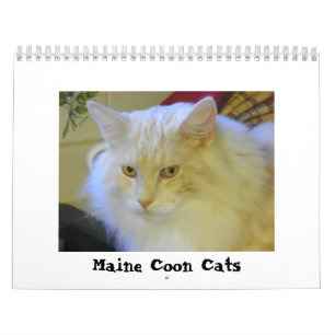 Calendário Gatos de racum de Maine