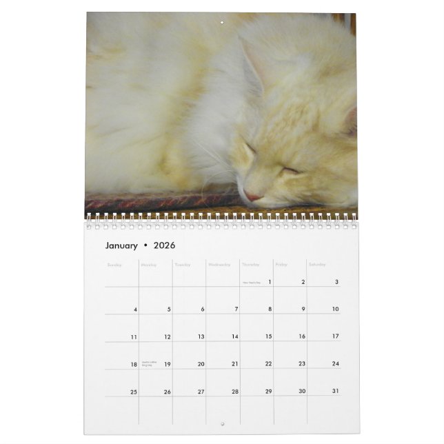 Calendário Gatos de racum de Maine (Jan 2026)