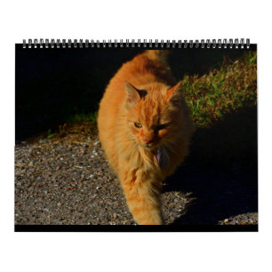Calendário Gatos de Vermont 2024