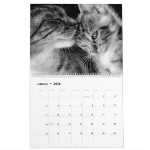 Calendário Gatos Desenhados À Mão - Felinos Selvagens e Domés