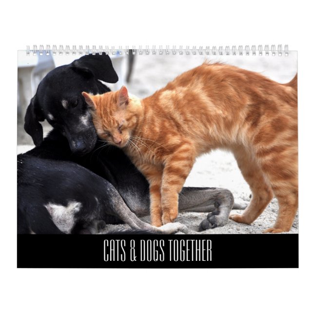 Calendário Gatos e Cães Juntos (Capa)
