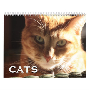 Calendário Gatos e gatinhos