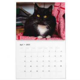 Calendário Gatos e Gatinhos Pretos e Brancos Gatinhos Gatinho