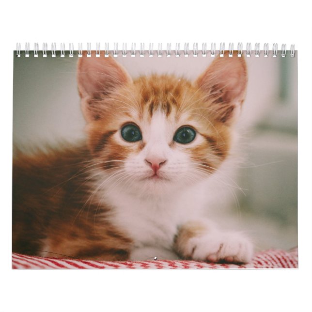 Calendário Gatos Fofos Simples Moderno (Capa)