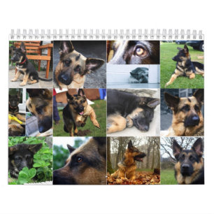 Calendário - german shepherd