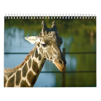 Calendário Girafas