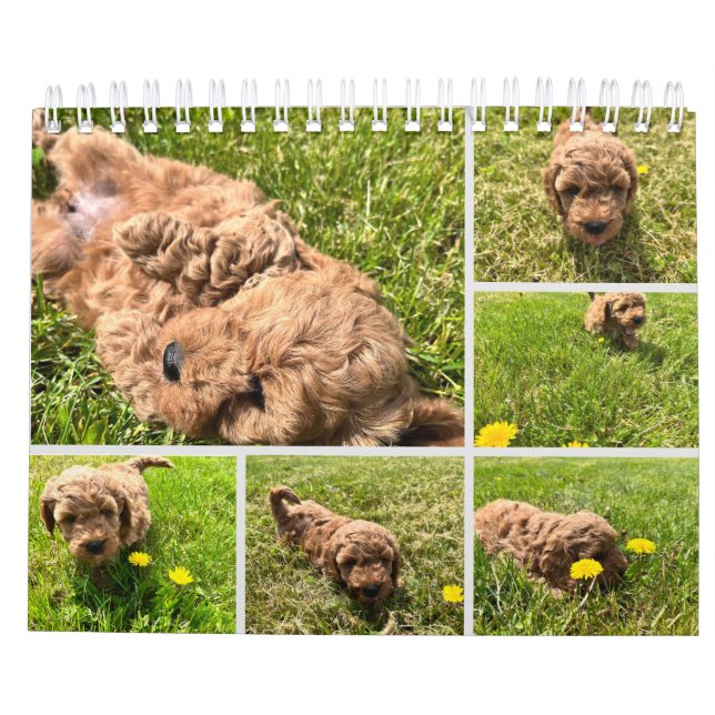 Calendário Goldendoodle Puppy 2024 (Verso)
