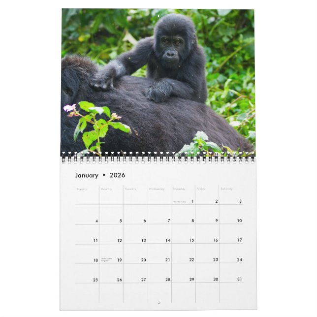 Calendário Gorilas de Montanha de Uganda (Jan 2026)