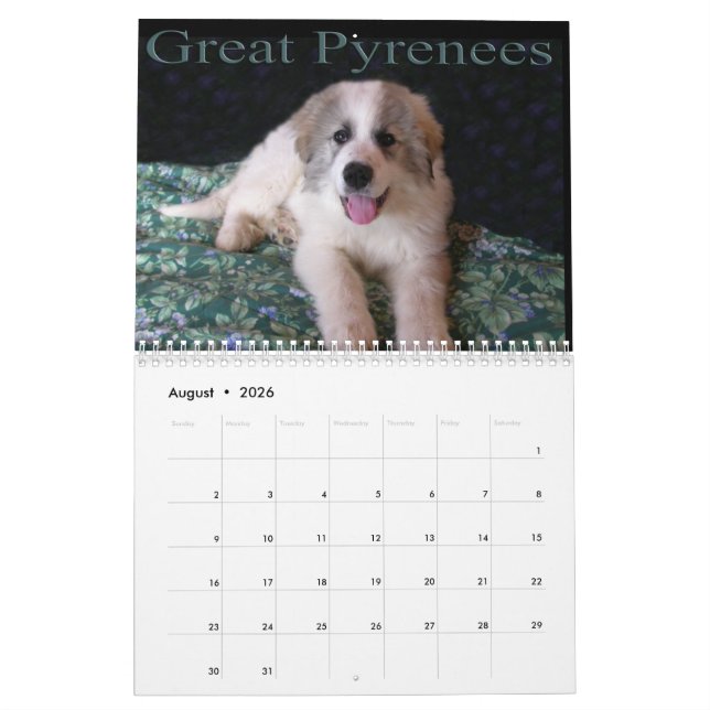 Calendário Great Pyrenees Puppy Calendar (Ago 2026)