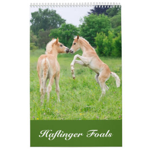 Calendário Haflinger Foals 2017