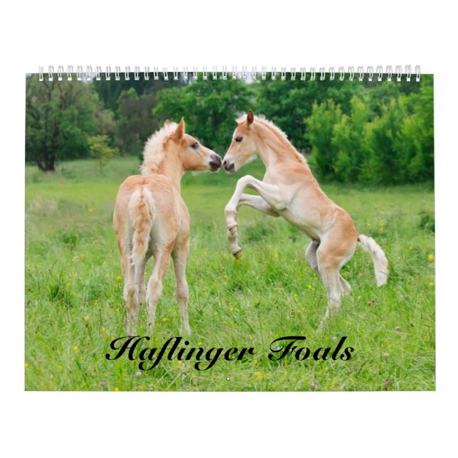 Calendário Haflinger Foals o tamanho 2017 grande (Capa)