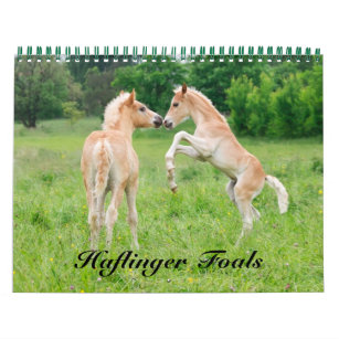Calendário Haflinger Foals - tamanho médio