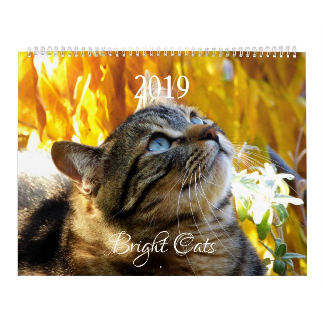 Calendário HAMbyWG - Gatos Brilhantes (Capa)