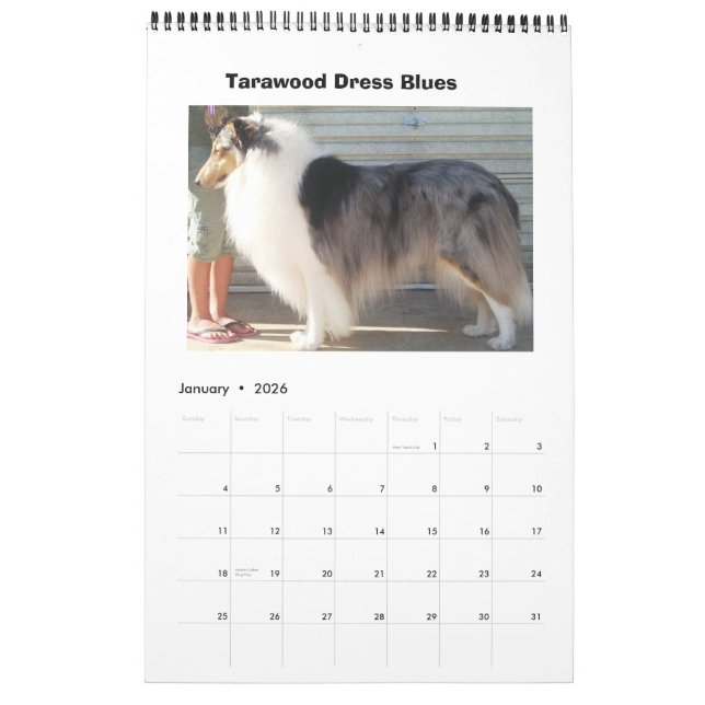 Calendário Harley Collies (Jan 2026)