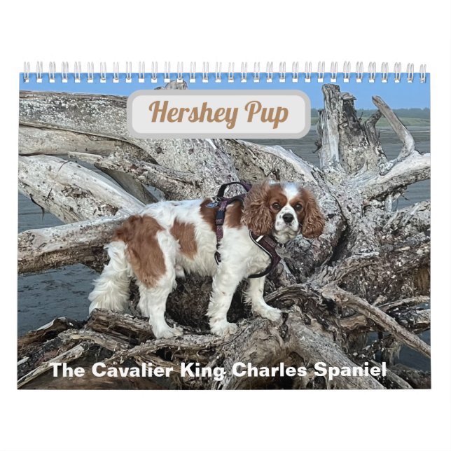 Calendário Hershey Pup Cavalier King Charles Spaniel Calendar (Capa)
