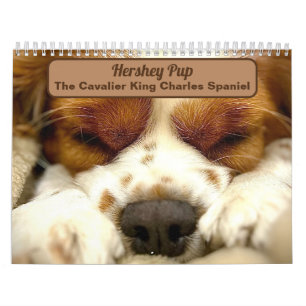 Calendário Hershey Pup Cute Cavalier King Charles Calendar