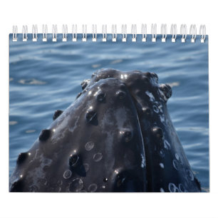 CALENDÁRIO HUMPBACK WHALE QUEENSLAND AUSTRÁLIA