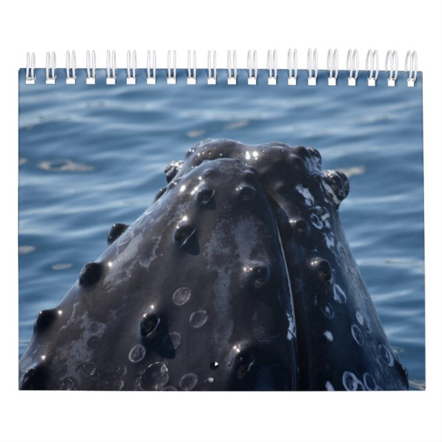 CALENDÁRIO HUMPBACK WHALE QUEENSLAND AUSTRÁLIA (Capa)