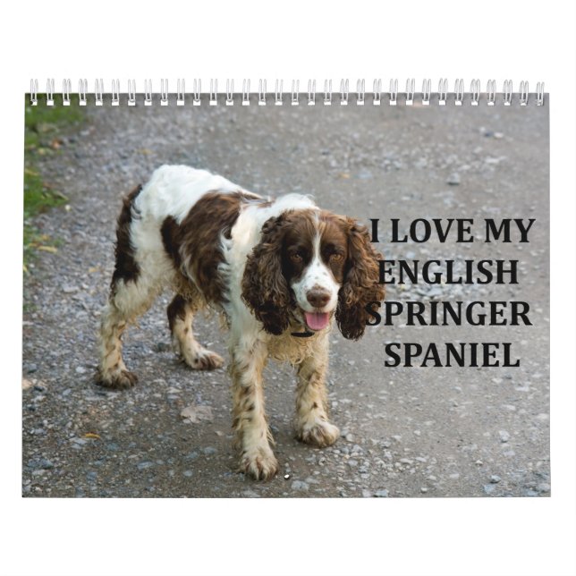 Calendário Inglês Springer Spaniel (Capa)