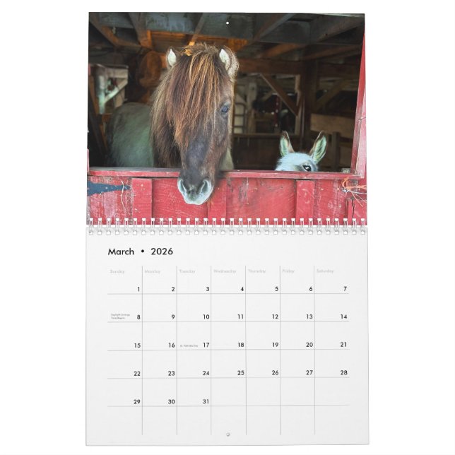 Calendário islandês dos Cavalos e Mini Donkey (Mar 2026)