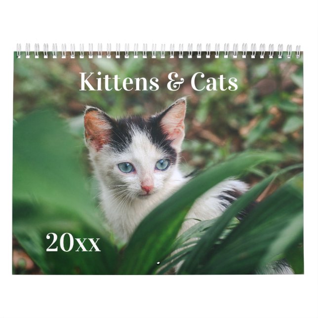 Calendário Kittens & Cats (Capa)