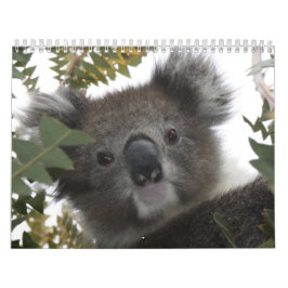 Calendário Koala