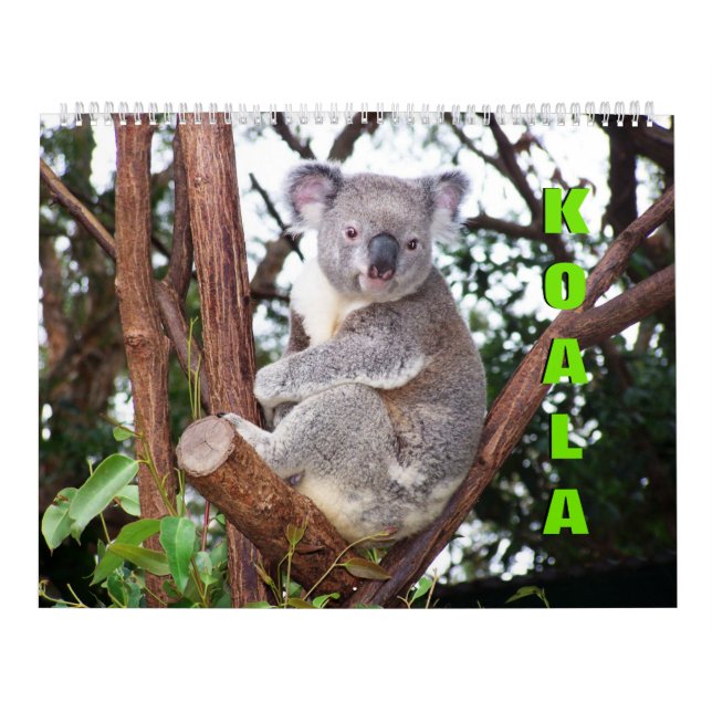 Calendário Koalas (Capa)