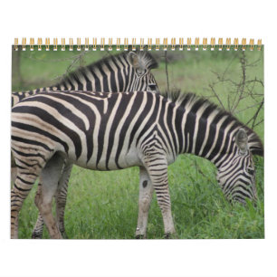 Calendário Kruger National Park - seringa