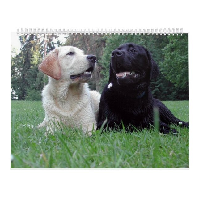 Calendário Labrador Retriever Calender (Capa)