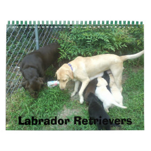 Calendário Labrador Retrievers